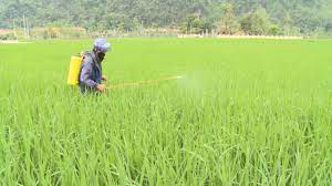 Tăng cường chỉ đạo phòng trừ sâu bệnh gây hại lúa mùa